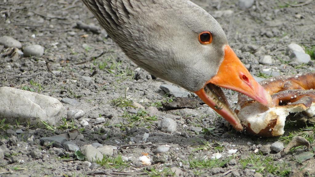 Zaisslhaeusl Hof Ferienwohnungen Übersee エクステリア 写真