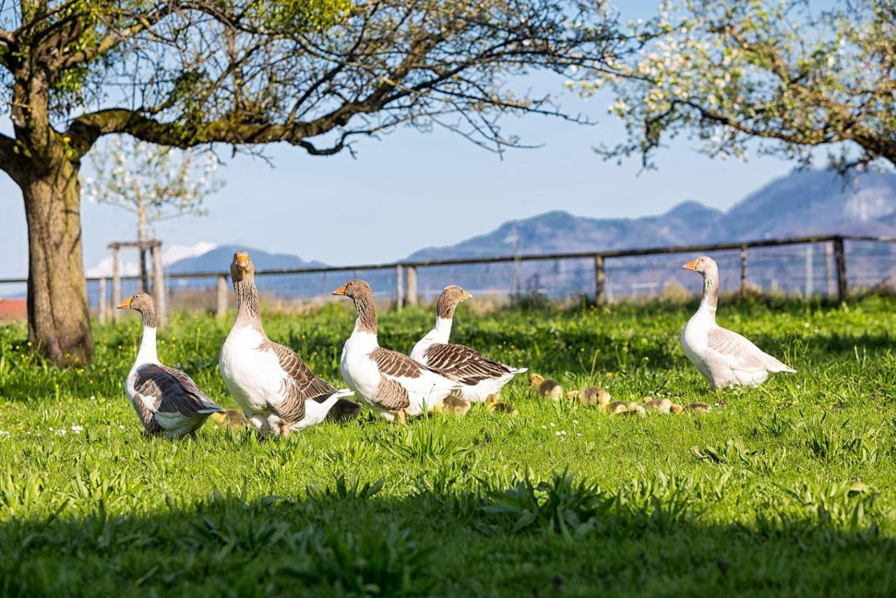 Zaisslhaeusl Hof Ferienwohnungen Übersee エクステリア 写真
